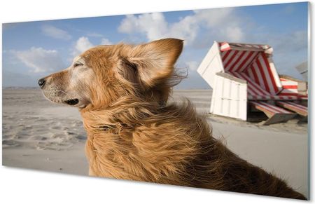 Tulup Obrazy Akrylowe Brązowy Pies Plaża 100X50Cm