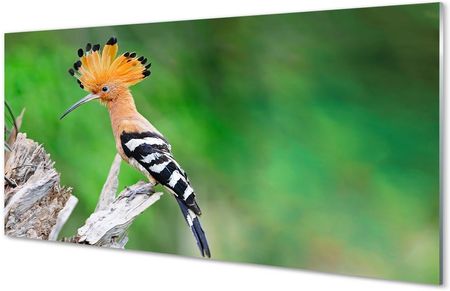 Tulup Obrazy Akrylowe Drzewo Kolorowa Papuga 125X50Cm