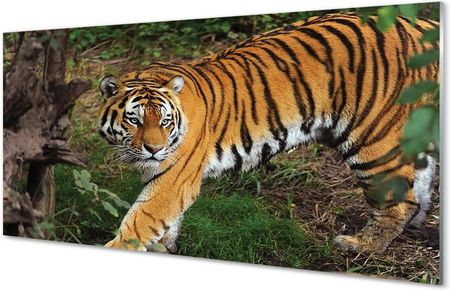 Tulup Obrazy Na Szkle Tygrys Las 125X50Cm