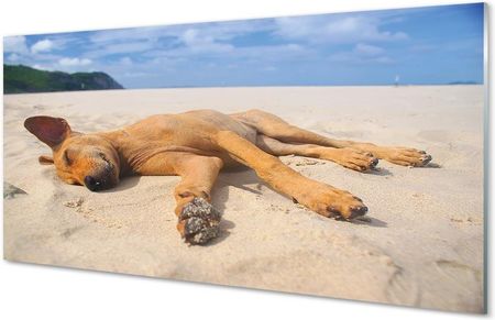 Tulup Obrazy Na Szkle Leżący Pies Plaża 100X50Cm