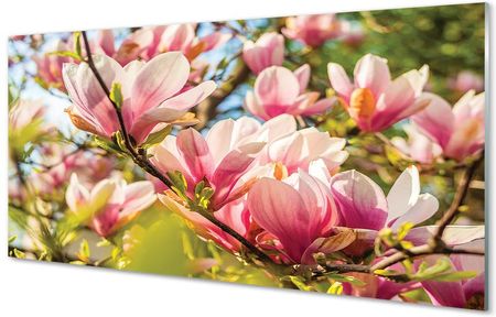 Tulup Szklany Panel Różowa Magnolia 100X50Cm