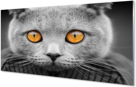 Tulup Obrazy Akrylowe Szary Kot Brytyjski 140X70Cm