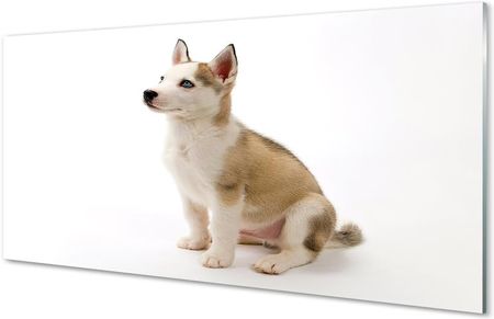Tulup Obrazy Akrylowe Siedzący Mały Pies 125X50Cm