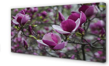 Tulup Obrazy Na Płótnie Fioletowa Magnolia 120X60Cm