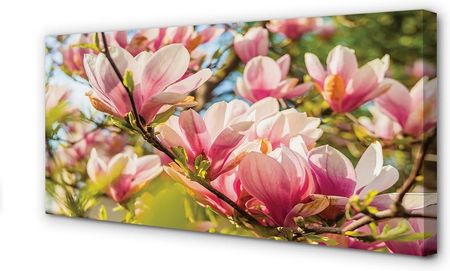 Tulup Obrazy Na Płótnie Różowa Magnolia 125X50Cm