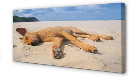 Tulup Obrazy Na Płótnie Leżący Pies Plaża 100X50Cm