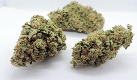 【Sativa】 Jack Herer 1ml CBD 10 Kush-Cbd Naturalne Terpeny Konopne Profil Terpenowy Blend