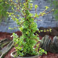 Zdjęcie VERVE HORTENSJA PNĄCA C2 - Poznań