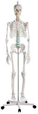 Erler Zimmer Pełnowymiarowy Szkielet Anatomiczny Człowieka 178cm