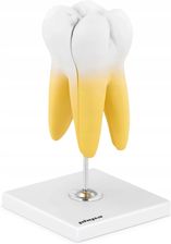 Physa Ludzki Zdrowy Ząb Model Anatomiczny Trójwymiarowy - Sprzęt ratunkowy i szkoleniowy