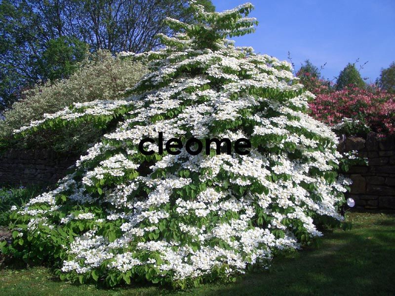 KALINA JAPOŃSKA WATANABE VIBURNUM PLICATUM Ceny i opinie Ceneo.pl