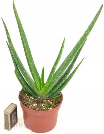 Aloe Vera Aloes Leczniczy 30cm