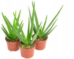 Aloe Vera Aloes Leczniczy 30cm - Kwiaty i rośliny pokojowe