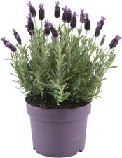 Zdjęcie Lawenda Francuska Anouk 17Cm - Kielce