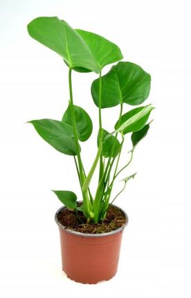 philodendron brandtianum standort Philodendron brandtianum main image 1