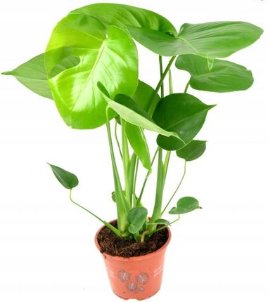 Monstera Deliciosa , Pikna, Dua ~ 50 Cm - Ceny i opinie - Ceneo.pl