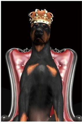 Signal Obraz Dog In Crown 80X120 7641