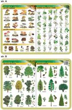 Zdjęcie Visual System Podkładka Edukacyjna Grzyby Rośliny Lecznicze - Ustka