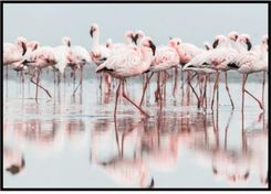 Zdjęcie Plakat Różowe Flamingi W Błękitnej Wodzie - Mońki