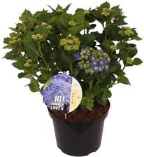 Zdjęcie Hortensja Ogrodowa Niebieska 25cm - Lublin