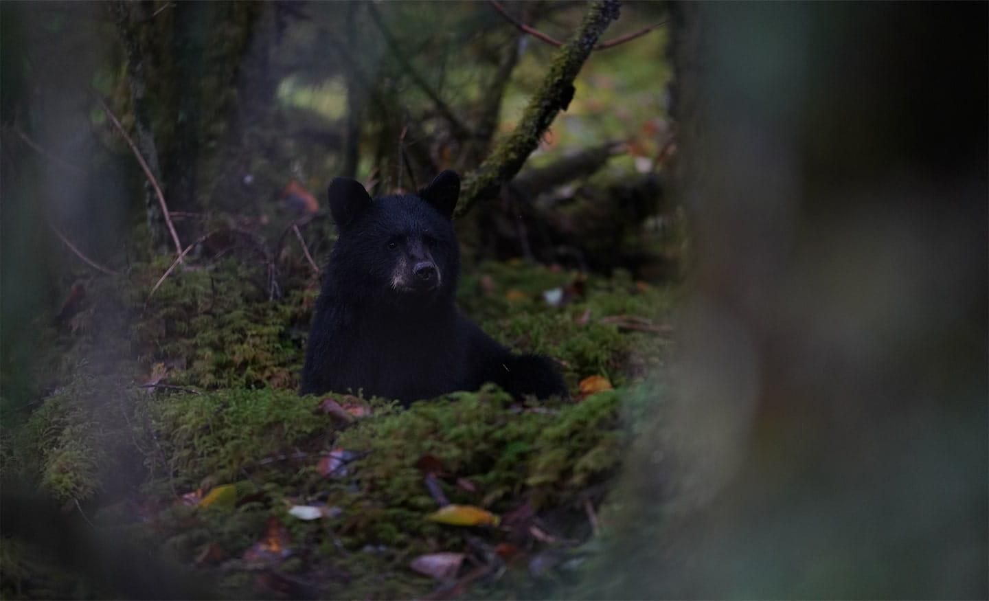 Sony A7R IIIa body (ILCE7RM3A) - zdjęcie 3 Sony A7R IIIa body (ILCE7RM3A)