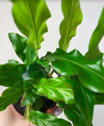 calathea freddie giftig Calathea 'Freddy'
