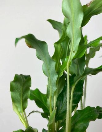 Calathea Rufibarba Bluegrass S - Ceny i opinie - Ceneo.pl