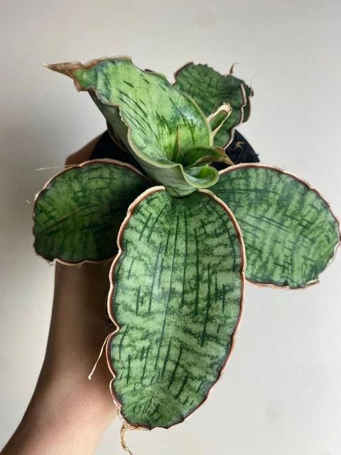 SANSEVIERIA STAR GREEN GRANITE ROLINA Z ELAZA - Ceny i opinie - Ceneo.pl