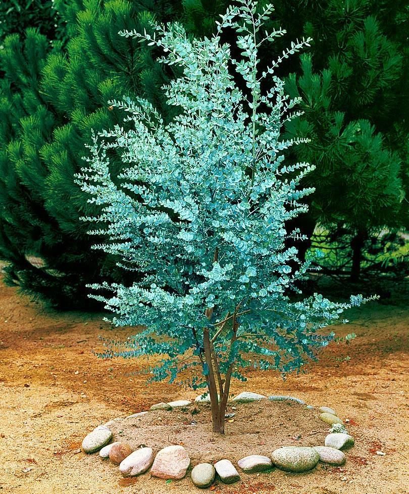 Niebieski Eukaliptus Tasmański Gunnii 5 Nasion