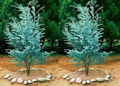 Niebieski Eukaliptus Tasmański Gunnii 5 Nasion - Drzewka i krzewy ozdobne