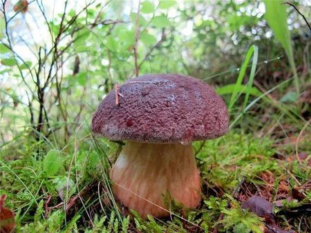 Grzybnia Borowik Sosnowy, Prawdziwek grzyby leśne - zdjęcie 3