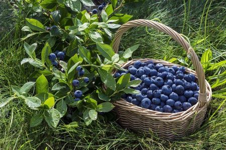 Grzybnia Mikoryzowa Borówki i Jagody Duże Owoce - zdjęcie 5