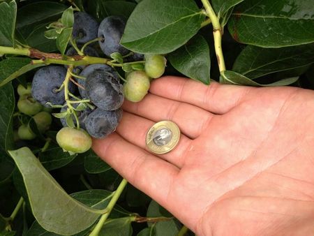 Grzybnia Mikoryzowa Borówki i Jagody Duże Owoce - zdjęcie 4