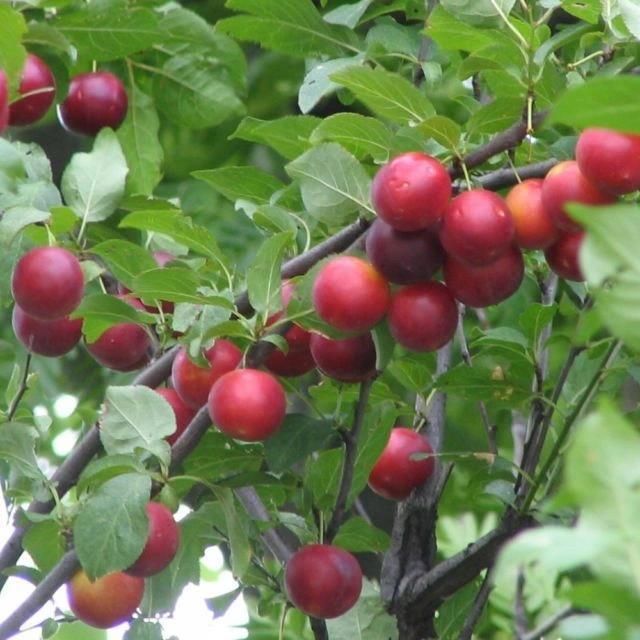 P11 liwa A ycza Prunus Cerasifera Ceny I Opinie Ceneo pl p11-liwa-a-ycza-prunus-cerasifera-ceny-i-opinie-ceneo-pl