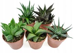 Zdjęcie HAWORTHIA ( HAWORCJA ) MIX 5 SZT ~ 8 CM 1319 - Dynów