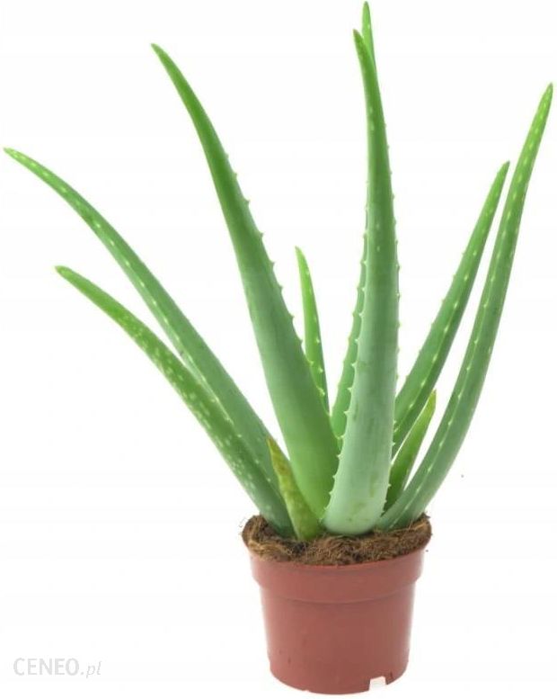 Aloe Vera Aloes Zwyczajny Leczniczy Duży 40cm