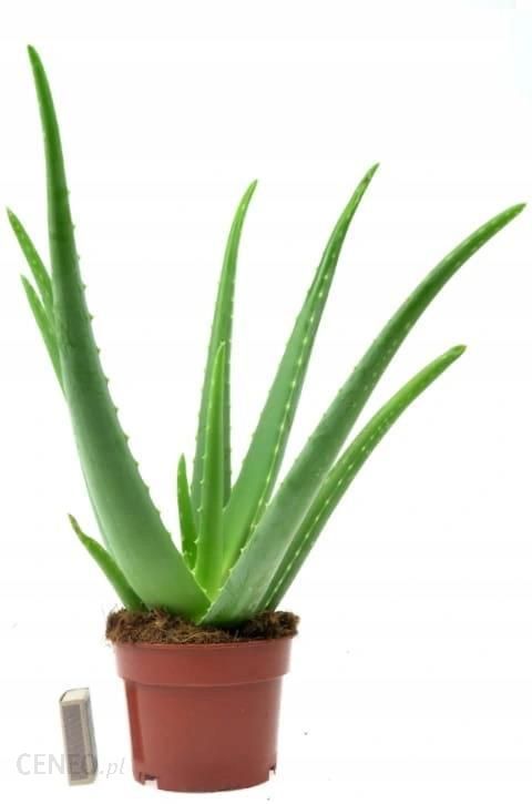 Aloe Vera Aloes Zwyczajny Leczniczy Duży 40cm
