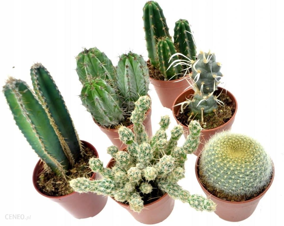 Kaktusy Piękne Zestaw 6szt. Kaktus Mix Nr.2