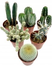 Kaktusy Piękne Zestaw 6szt. Kaktus Mix Nr.2 - Kwiaty i rośliny pokojowe