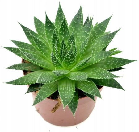 Aloe Aristata Aloes Ocisty 13cm