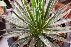 Zdjęcie Agave Filifera Agawa Nitkowa  9cm - Iwonicz-Zdrój