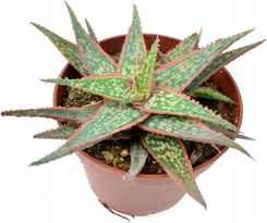 Zdjęcie Aloe Pink Blush Dannys, piekna rozgwiazda 9 cm/p5 - Przecław