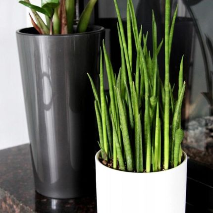 SANSEVIERIA 'MINI ROCKET' - ROLINNE SPHAGETHII - Ceny i opinie - Ceneo.pl