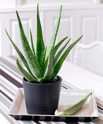 Aloes Leczniczy Aloe Vera Sadzonka Rozmiar M - Ceny i opinie - Ceneo.pl