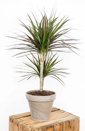 Dracena Magenta Burgundowa Palma Duy Okaz L - Ceny i opinie - Ceneo.pl