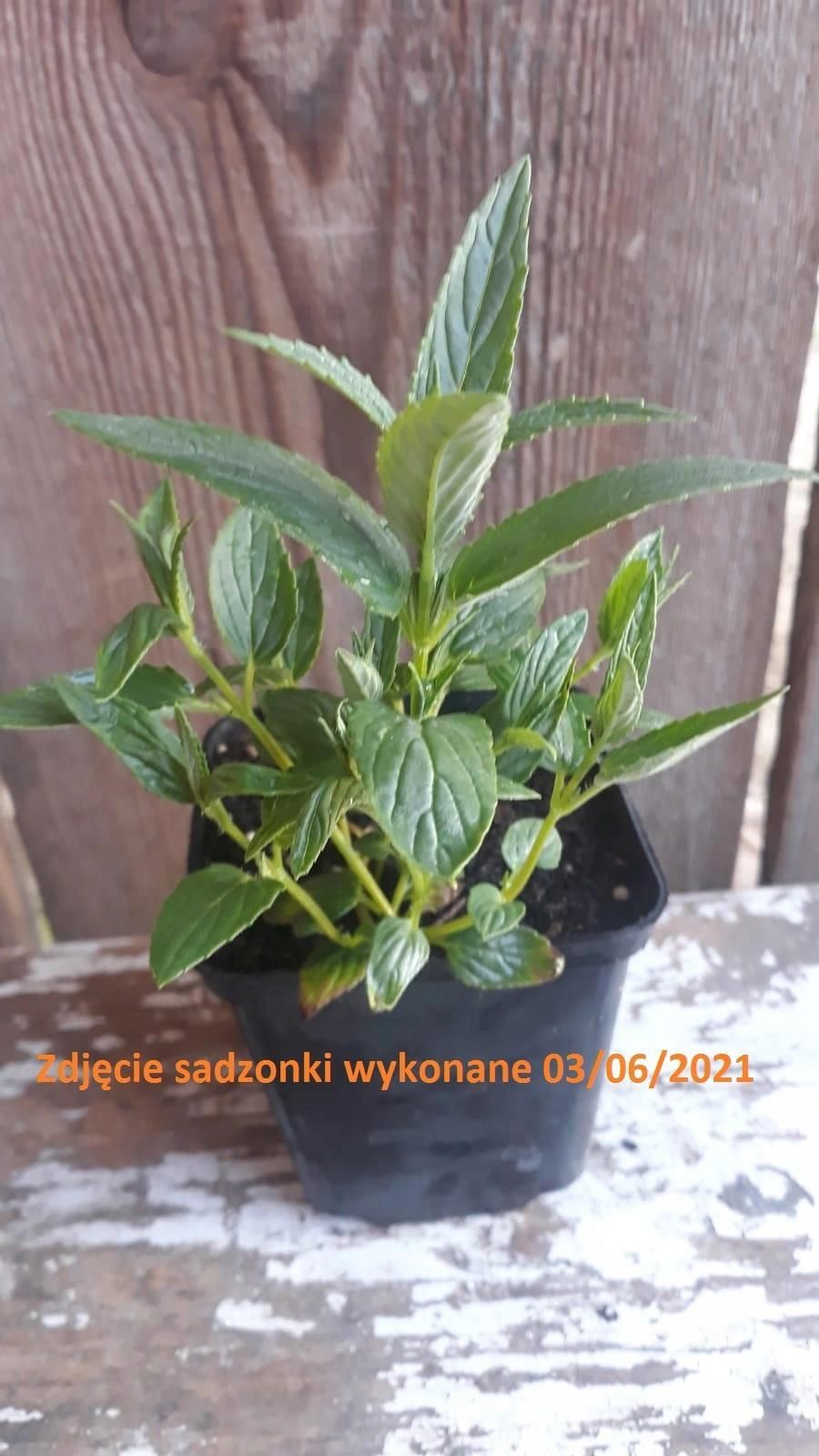 kocimi-tka-y-kowana-blue-moon-sadzonki-producent-ceny-i-opinie