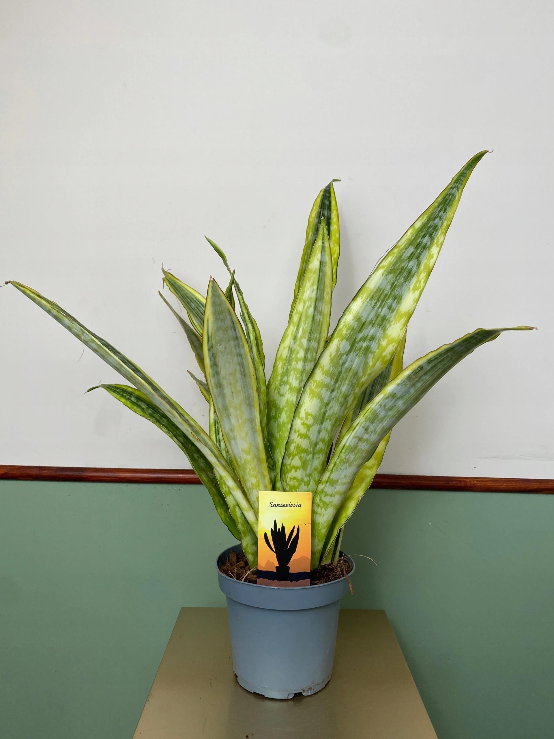 SANSEVIERIA AUBRYTIANA LAUREN WOWNICA - Ceny i opinie - Ceneo.pl