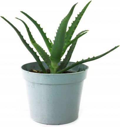 Aloes doniczkowy Dua sadzonka Kwiat domowy - Ceny i opinie - Ceneo.pl