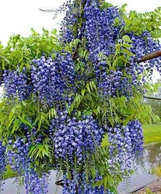 Wisteria Niebieska glicynia Sadzonki P9 - Ceny i opinie - Ceneo.pl
