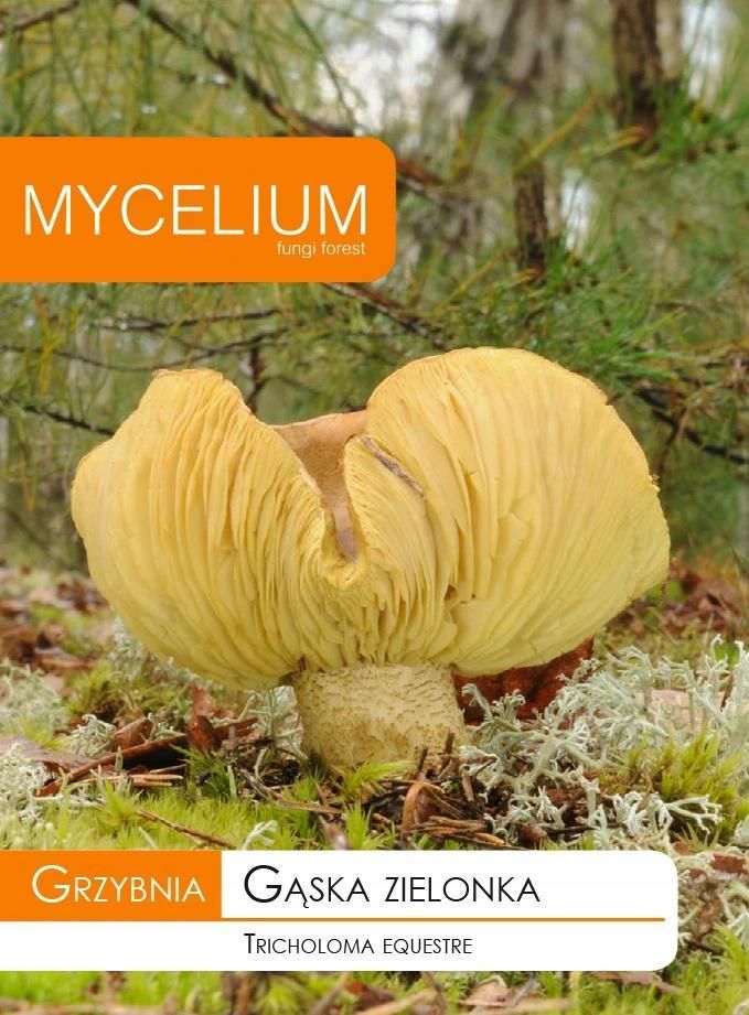 Grzybnia Gąska Zielonka Grzyby w Twoim Ogrodzie Ceny i opinie Ceneo.pl